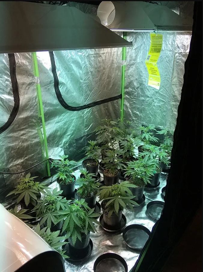 TIENDA DE CULTIVO